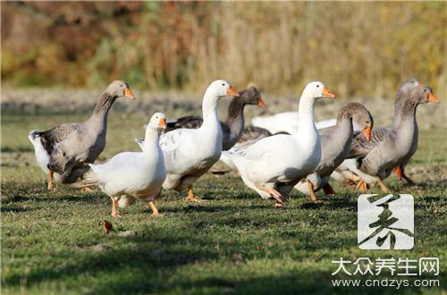 吃鸭肉难受怎么回事