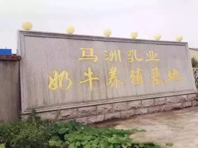 为什么以前的牛奶是香浓的现在的牛奶淡而无味