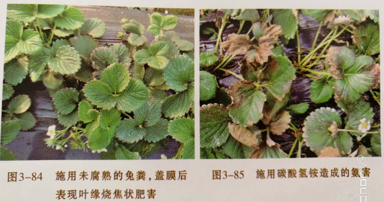 草莓种植过程中如果有效避免肥害发生