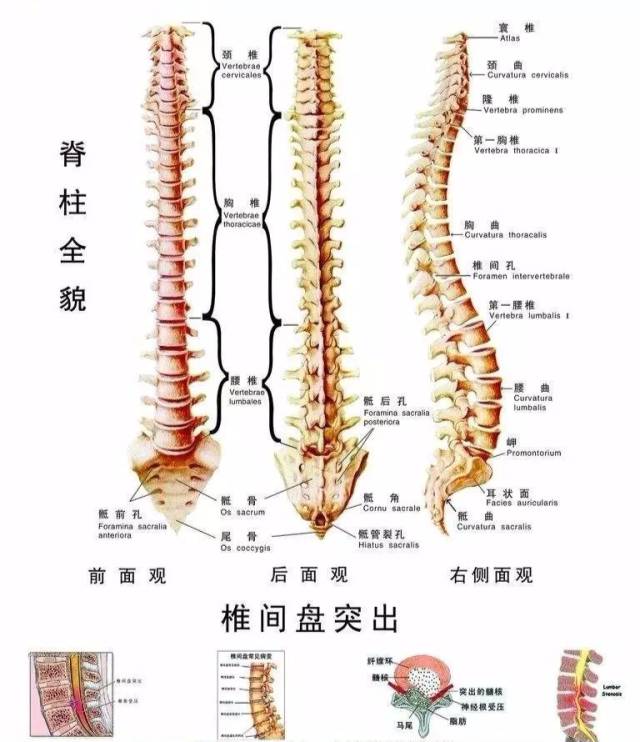 尾椎突出怎么办