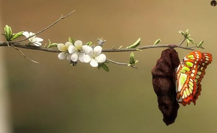 【心灵驿站】没有压力如何破茧成蝶?