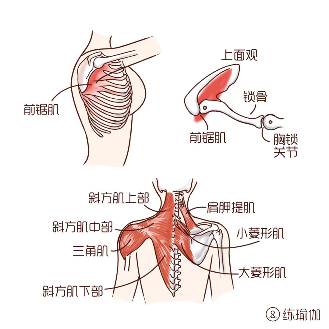 允儿的壮硕斜方肌实在太尴尬.别让翼状肩毁了你美丽的肩胛骨!