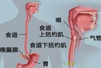 执业医师考点之胃食管反流病与试题分析