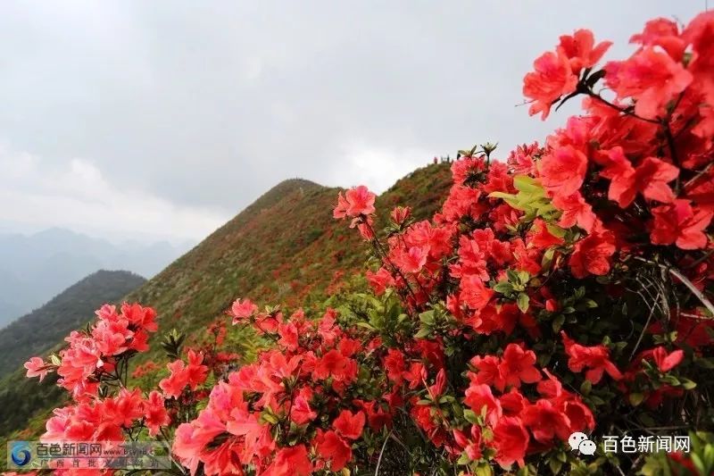 扎云山万亩野生映山红.