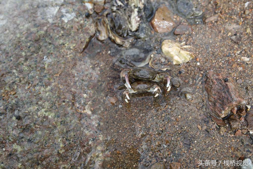 夏日炎炎消暑好地方,青岛欢乐滨海城赶海抓螃蟹钓光鱼