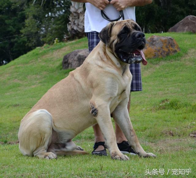 各种猛犬中的铁面,与众不同的毛色,十分霸气