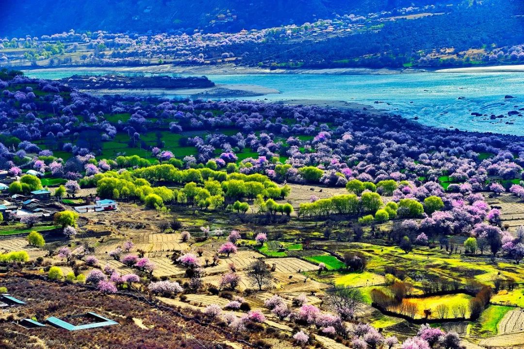 3月下旬至4月上旬一般是在3月下旬,距八一镇17公里的林芝县噶拉桃花