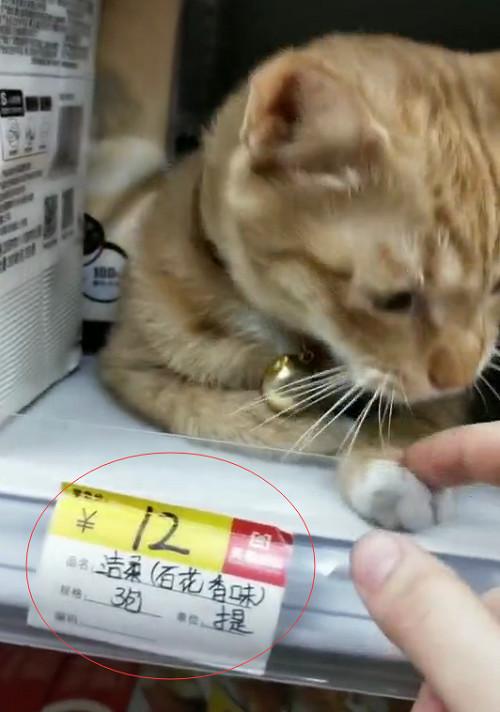 那猫代驾老总