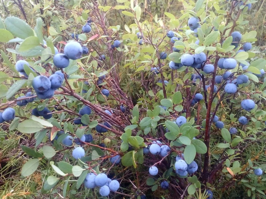 告诉你 这是还没有成熟的野生蓝莓 俺们山里人叫都柿 都柿是酱婶儿的