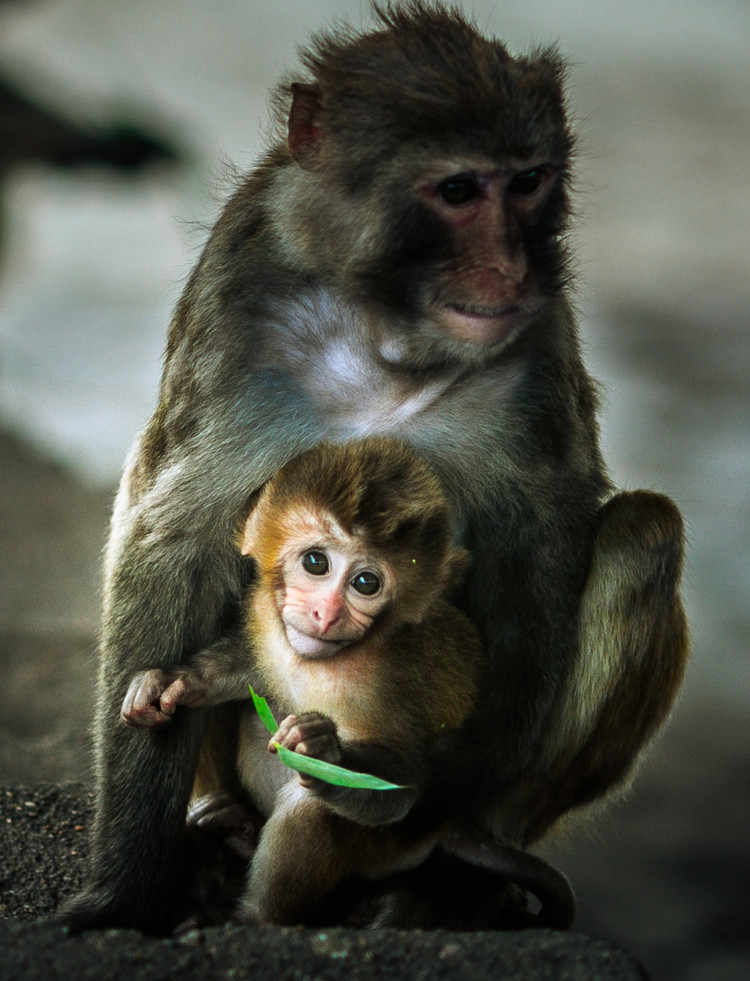 精明的猴子更是搞笑,如果亲子过来,可以让小孩和动物互动下,感觉下人