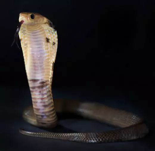 naja atra,chinese cobra 眼镜蛇科,眼镜蛇属的一种大型前沟牙毒蛇