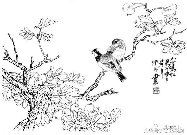 果蔬鸟草虫工笔线描稿59幅,经典实用!