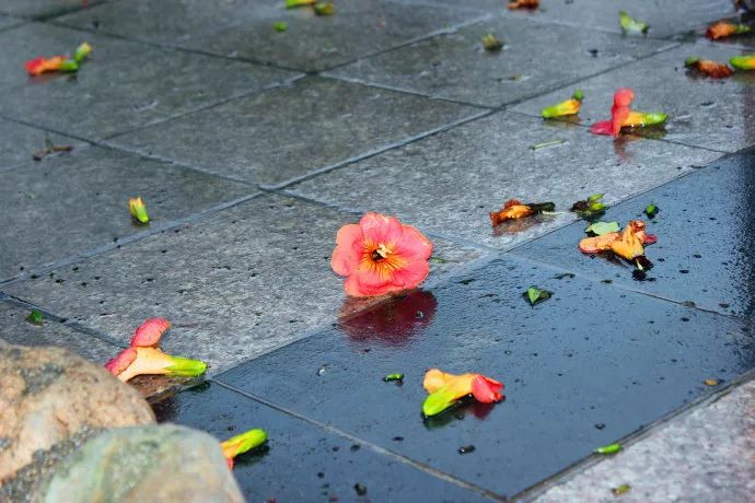 即便是花瓣被雨水打落到了地上,也还是会让人觉得漂亮,一地的花,让人