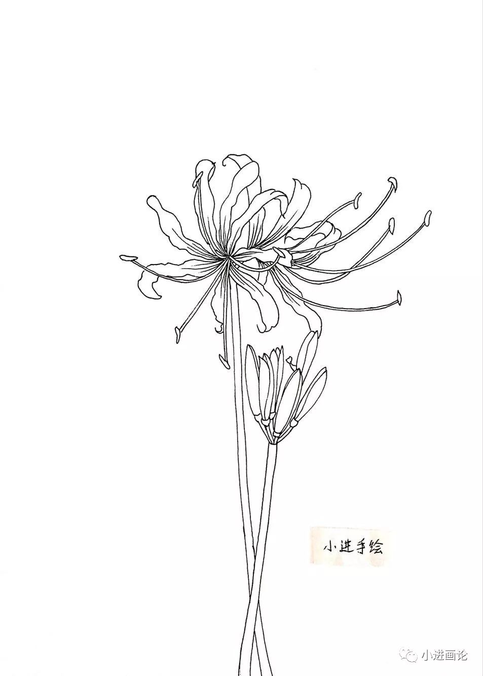 线描教程层层叠叠的彼岸花是这样画出来的