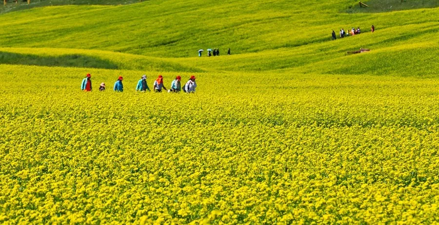 7月16日,登山运动爱好者在民乐扁都口参加穿越万亩油菜花海,攀登3400