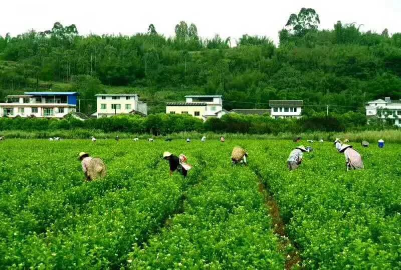 点击一下!犍为茉莉花儿就会"香到"你的指尖!