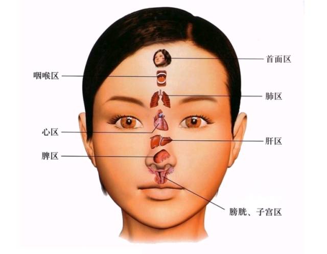 人体5大反射区