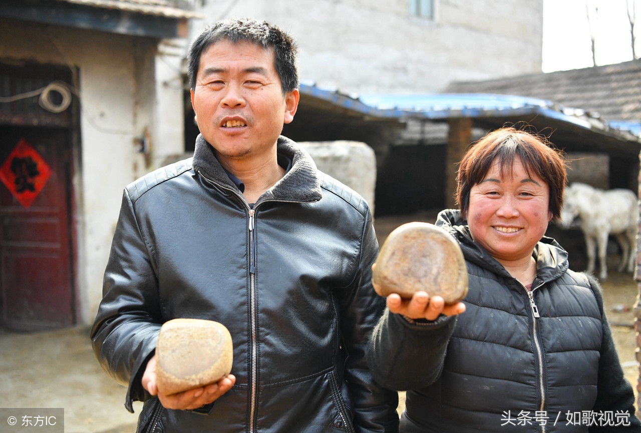 农民马肚里发现石头专家说是马宝每斤值2到3万该卖给谁呢