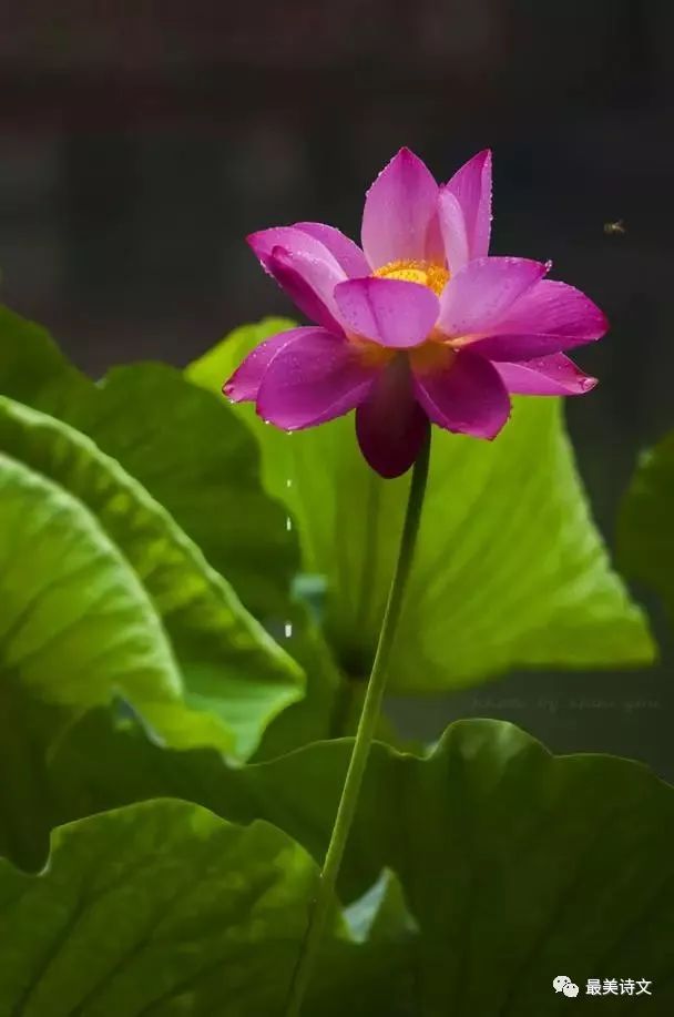 宋代诗词飘荷香带来一夏清凉