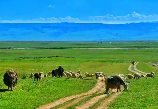 无边无际的祁连山草原是中国最美的草原之一.