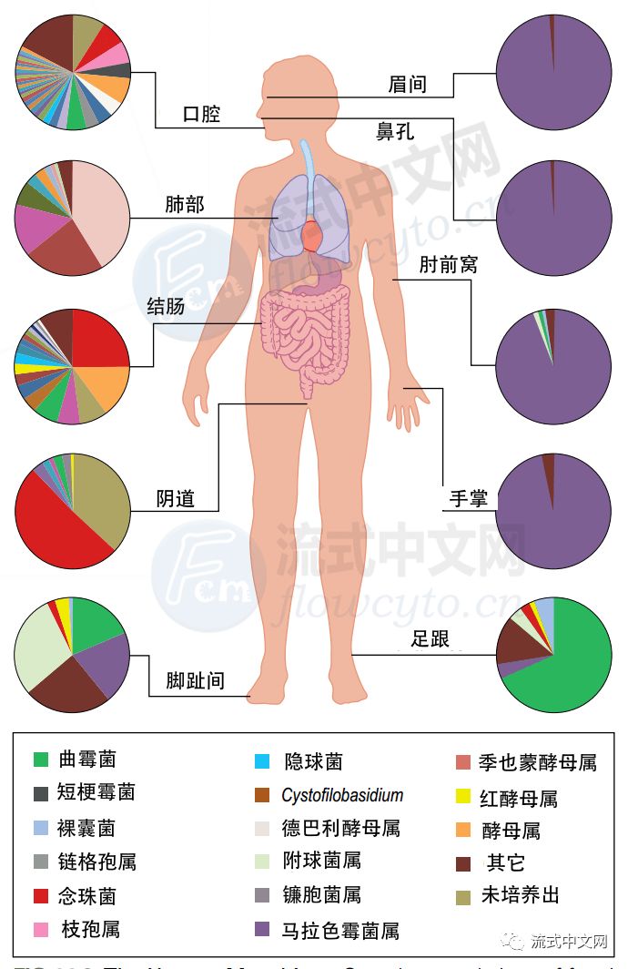 微生物与人的免疫系统的关系