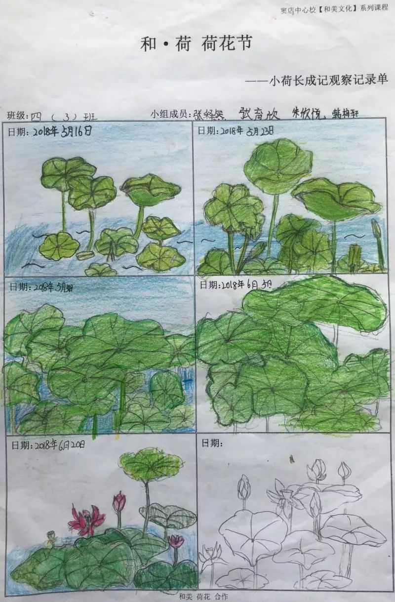 四月底,科学组杨老师带领学生每日到荷花池观察并记录,同学们兴趣盎然