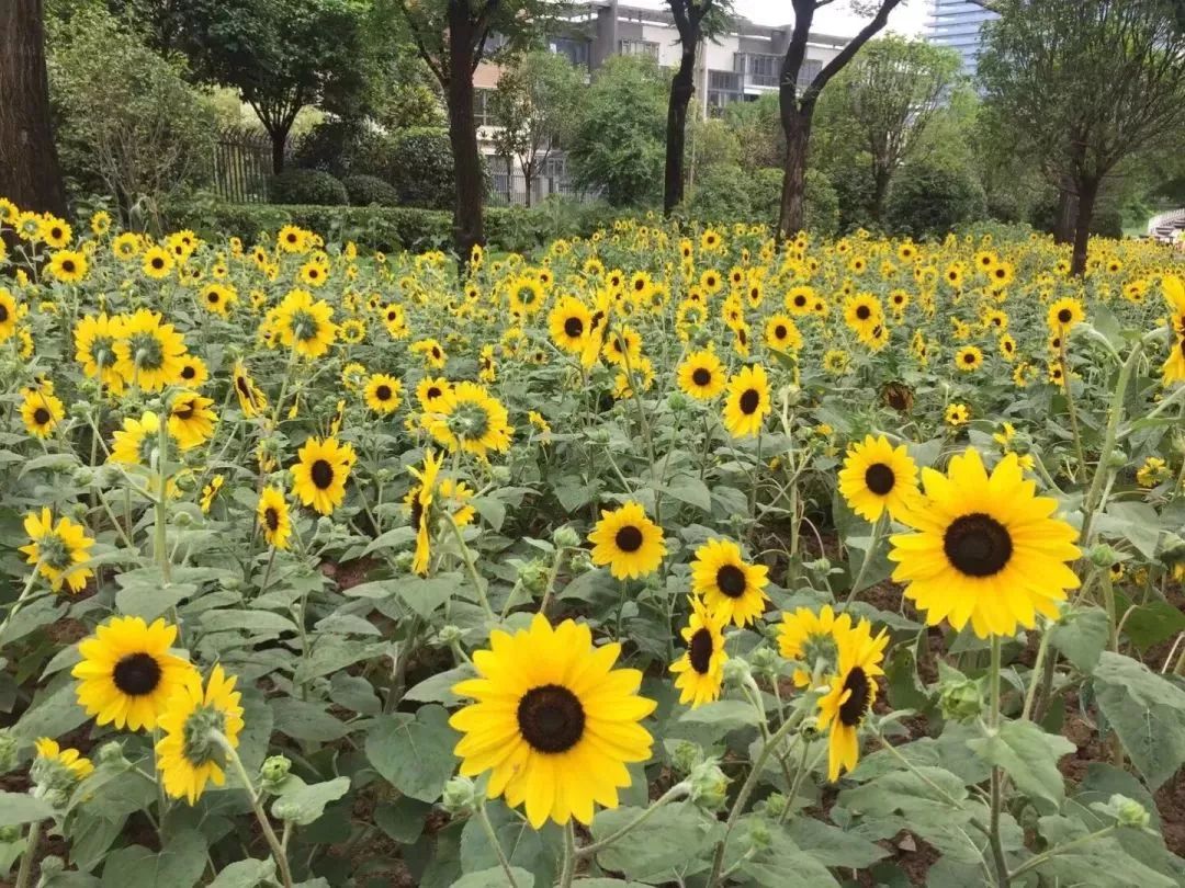 ▼曲江池南路向日葵种植面积300平方 种植品种:无限阳光