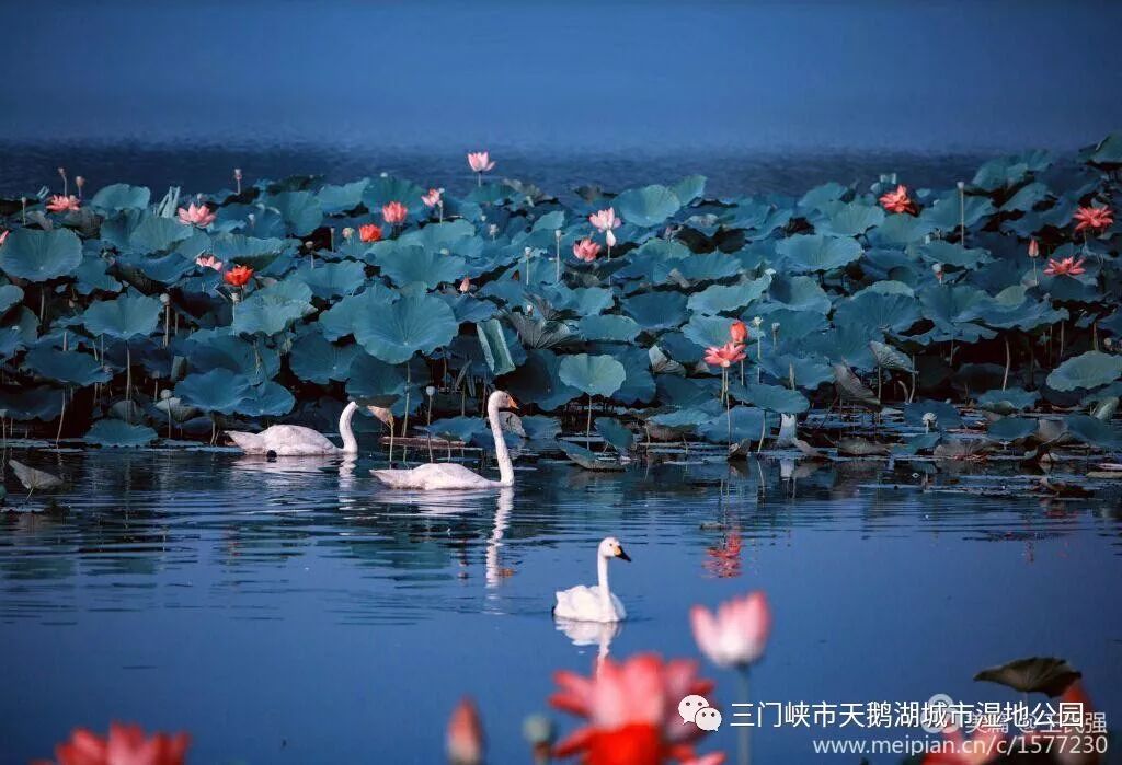 夏天的三门峡天鹅湖,竟然这么美!