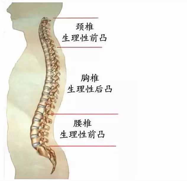 腰5骶1中心 ④麻木部位.马鞍区,双侧大腿,小腿后侧,足底及会阴部.