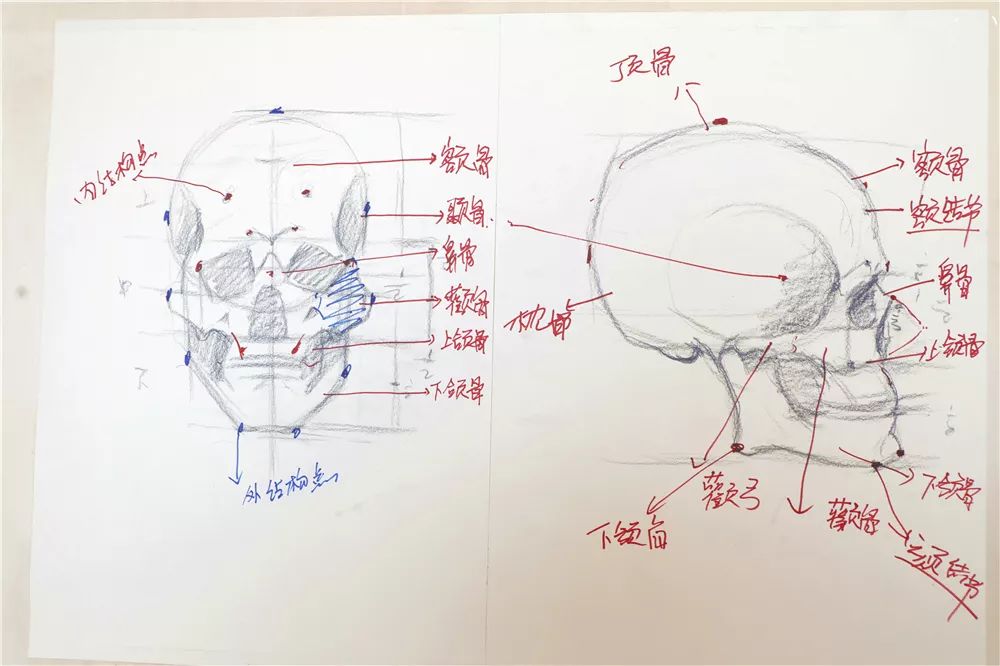 再次,赵老师为我们讲解的是头骨侧面的结构和绘画要点.