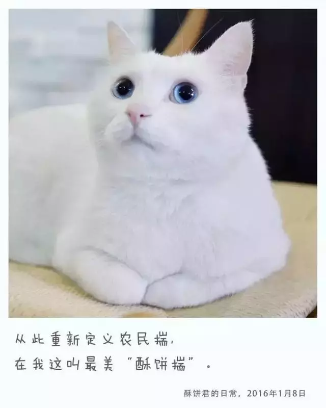 揣手是猫最萌的姿势没有之一