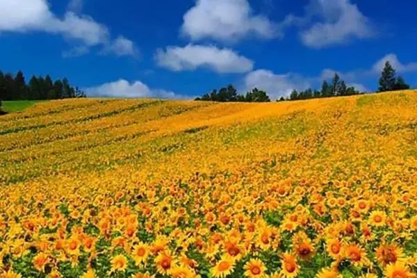 是7月北海道最美的风景,充满夏天气息的向日葵最明亮鲜艳,充满活力