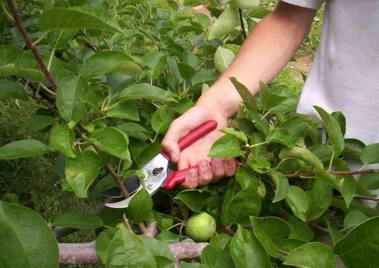 夏季苹果树修剪切勿走极端!