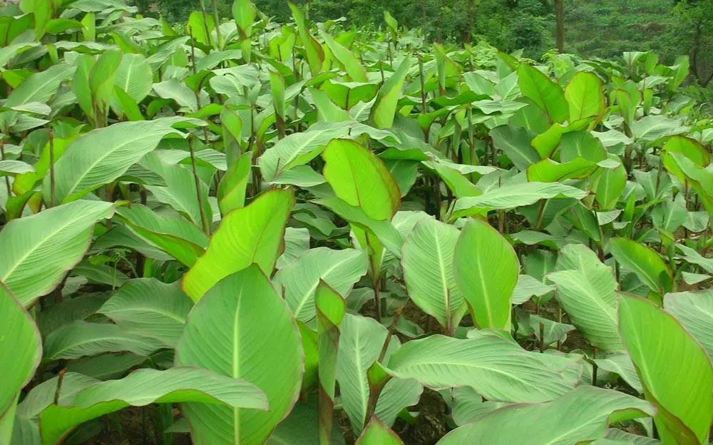 吃过猪肉,见过猪跑,但是吃芭蕉芋的芭蕉猪你见过吗?