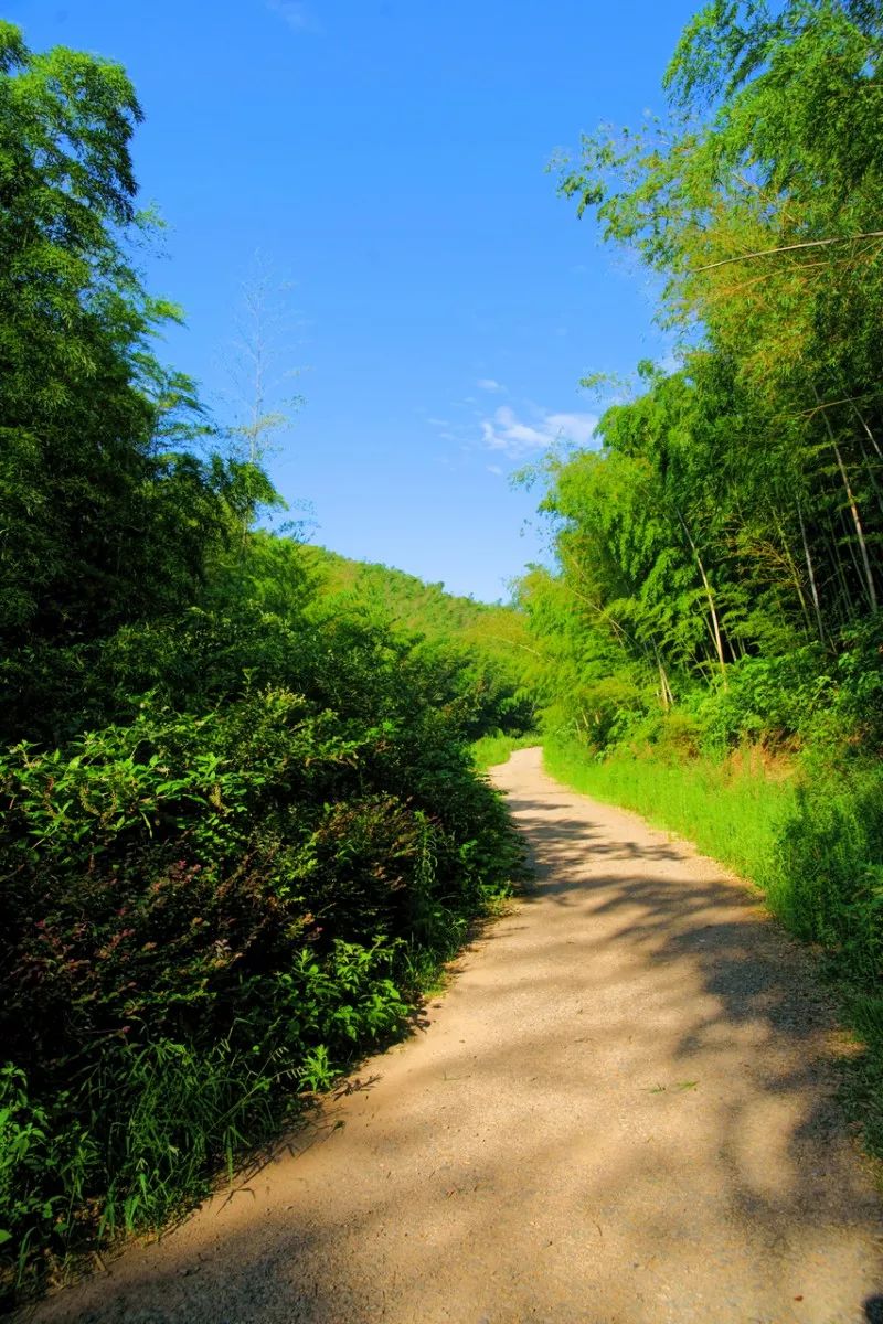 景区大门一路向前,路边两侧都是翠竹,目所能及之处全是郁郁葱葱的竹子