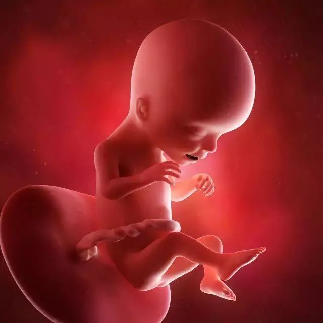 怀孕1-42周的3D胎儿超声图!