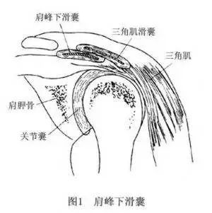 肩部滑囊周围是啥?