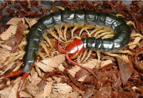 世界上最大的蜈蚣：远古蜈蚣虫长259厘米