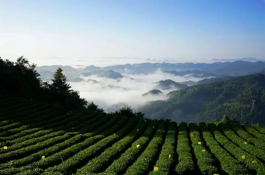 建设中国最美茶乡铸就茶海湄潭新辉煌系列报道之湄潭的秘诀是什么