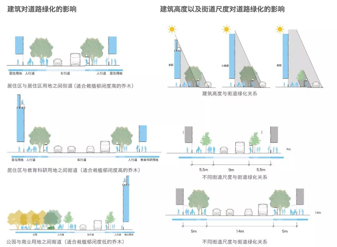建筑与街道对绿化的影响分析图