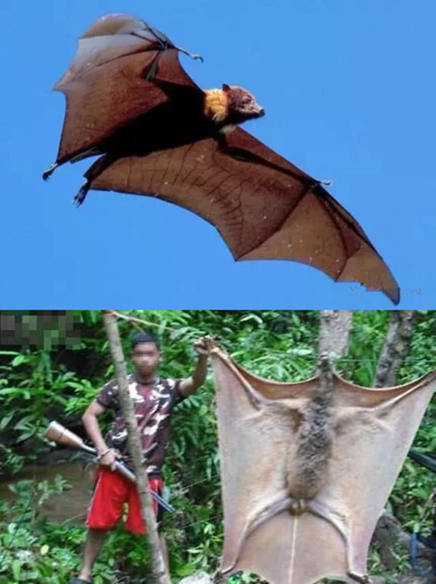 菲律宾巨型蝙蝠,没有天敌但却濒临灭绝