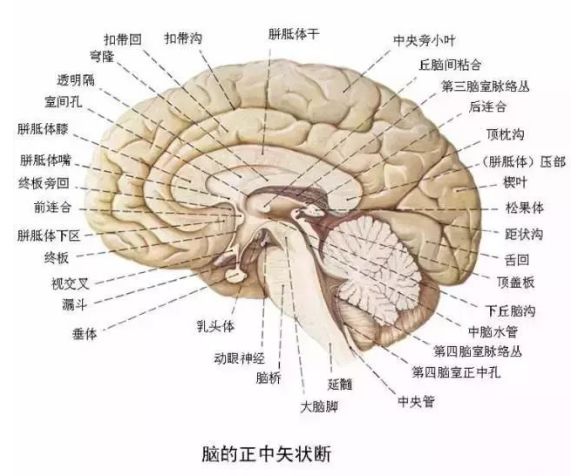 【健康】最全神经系统及神经疾病解剖图【收藏】