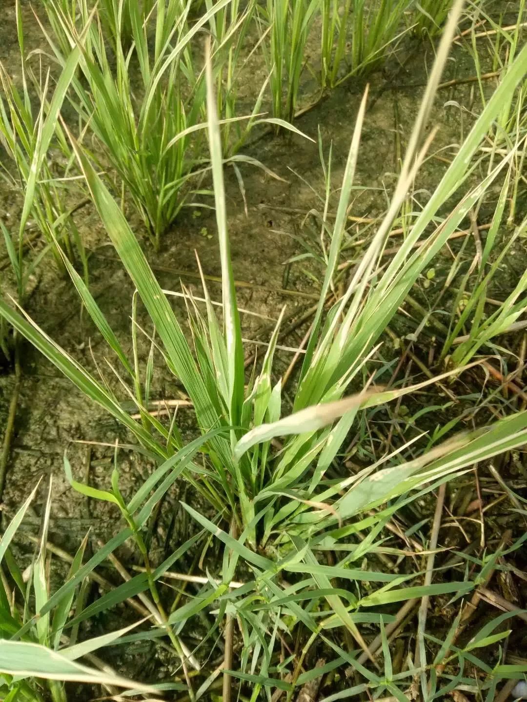 氯氟吡氧乙酸 二甲四氯,恶唑酰草胺,精恶唑禾草灵等药很容易发生药害