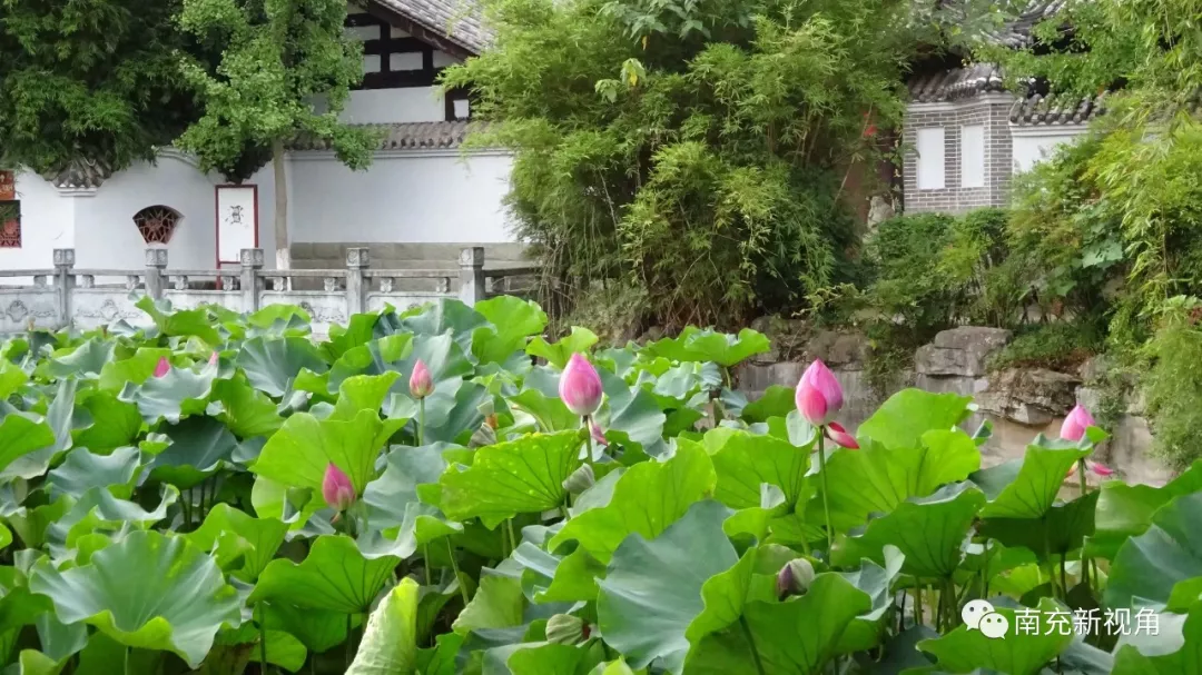 七月里的蓬安爱莲池,真乃品花赏柳,探古访幽的好去处