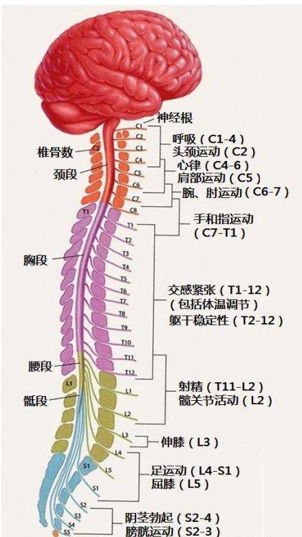 【健康】最全神经系统及神经疾病解剖图【收藏】