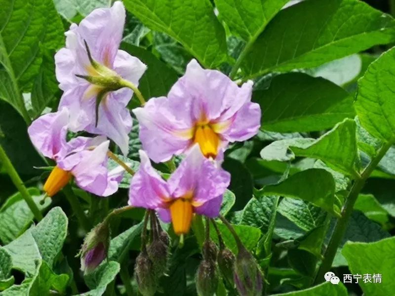 刘德贤摄影洋芋开花赛牡丹