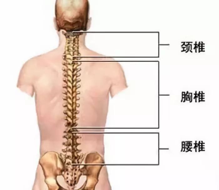 2,胸椎错位可能引起的健康问题