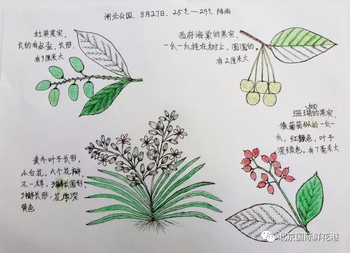 乐活| 关爱野生动植物,营造美丽家园—2018爱绿一起自然笔记"征集活动