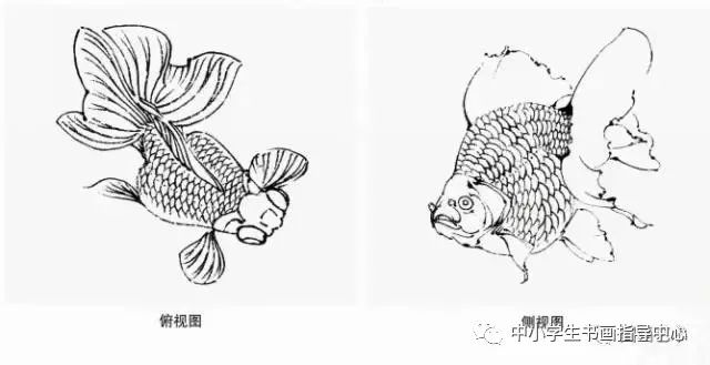 国画扇面金鱼画文教程,金鱼的画法技巧步骤,水草的画法