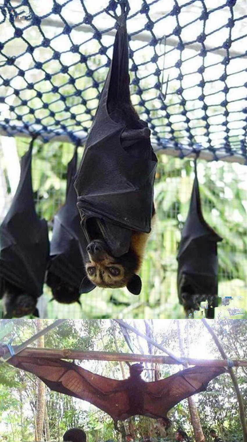 蝙蝠侠真的存在?菲律宾巨型蝙蝠,没有天敌但却濒临灭绝
